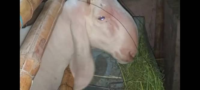 GULBAI DUMBA