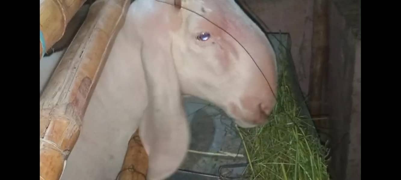 GULBAI DUMBA 0