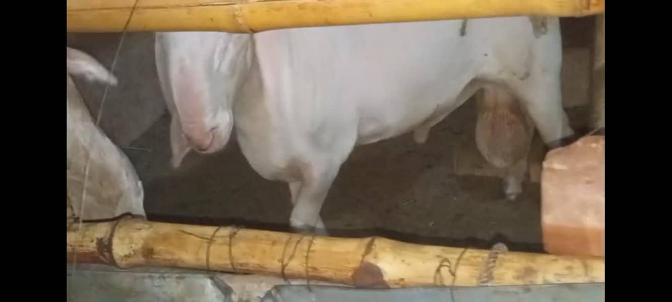GULBAI DUMBA 3
