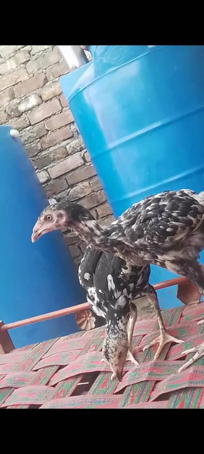 for sale aseel chikes