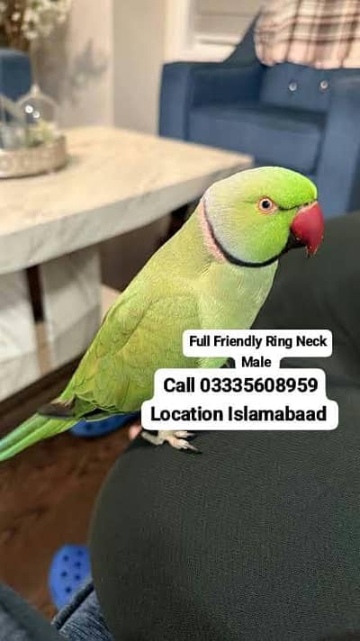 Hand Tamed Full Friendly Green Ring Neck Male Parrot Jumbo Size