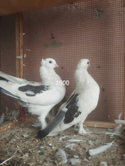 Healthy And Active Pair. . Difrent Pair Or breedar pair hai100%