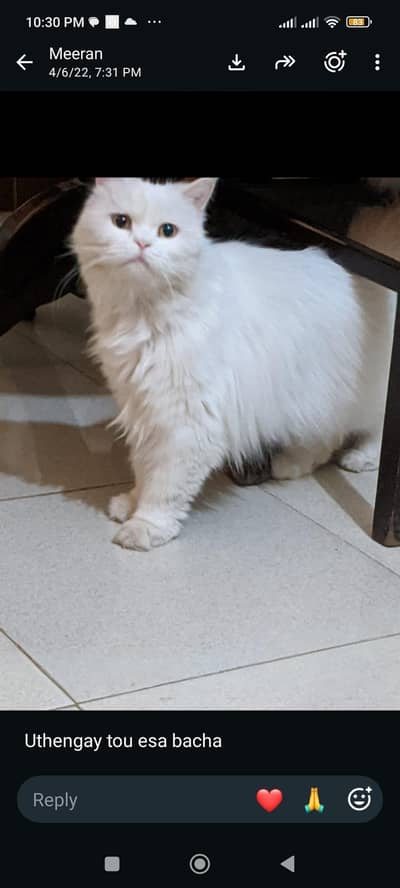 persian breeder male triple coat very friendly