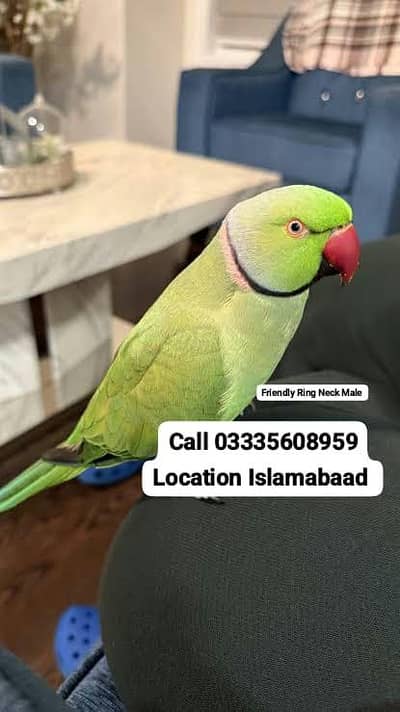 Hand Tamed Full Friendly Green Ring Neck Male Parrot Jumbo Size