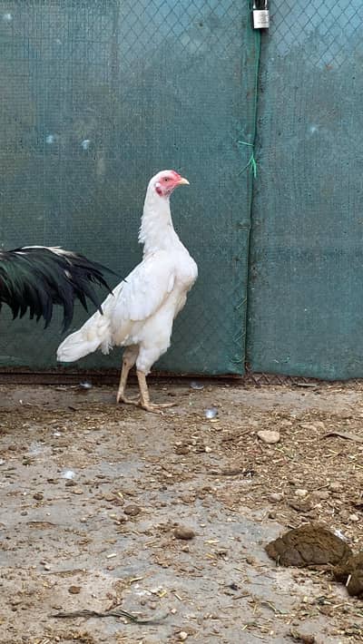 Heera female