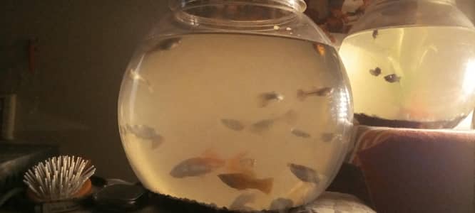 Molly and guppy fish active and healthy for fish lovers. . . . .