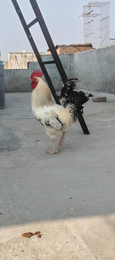 Big size desi murgha 0312 5744173