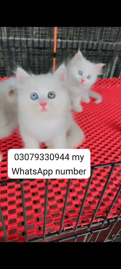 (Persian cat) for sale) Mel aur female/