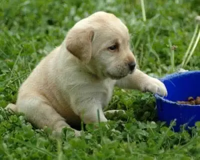 Labrador female high quality show class