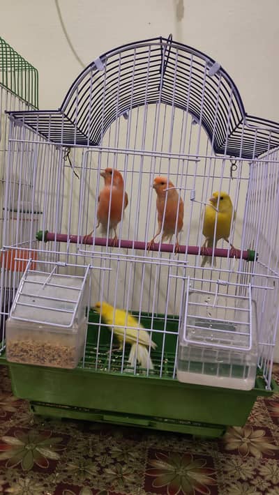 golster canary finch pair