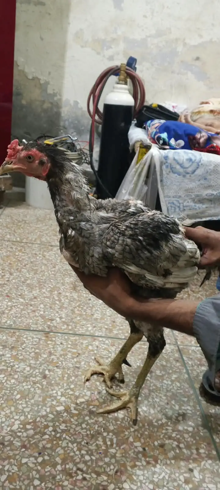 salata murga ha