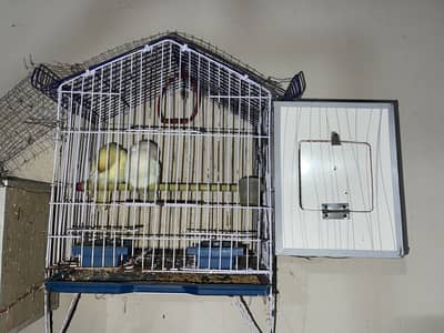 Lover bird 3 pairs albino red eye with creamino