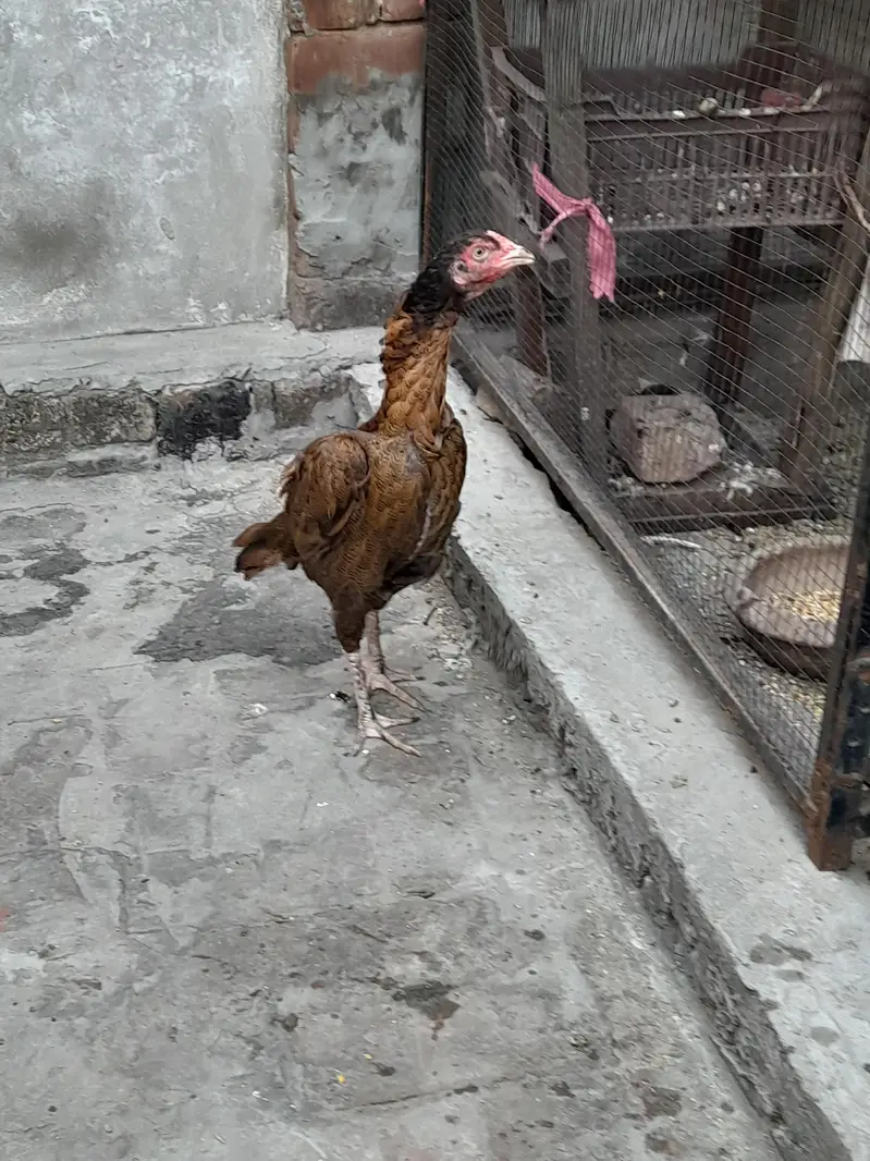 murga Aseel murga heera white mianwali bread hens mianwali bread