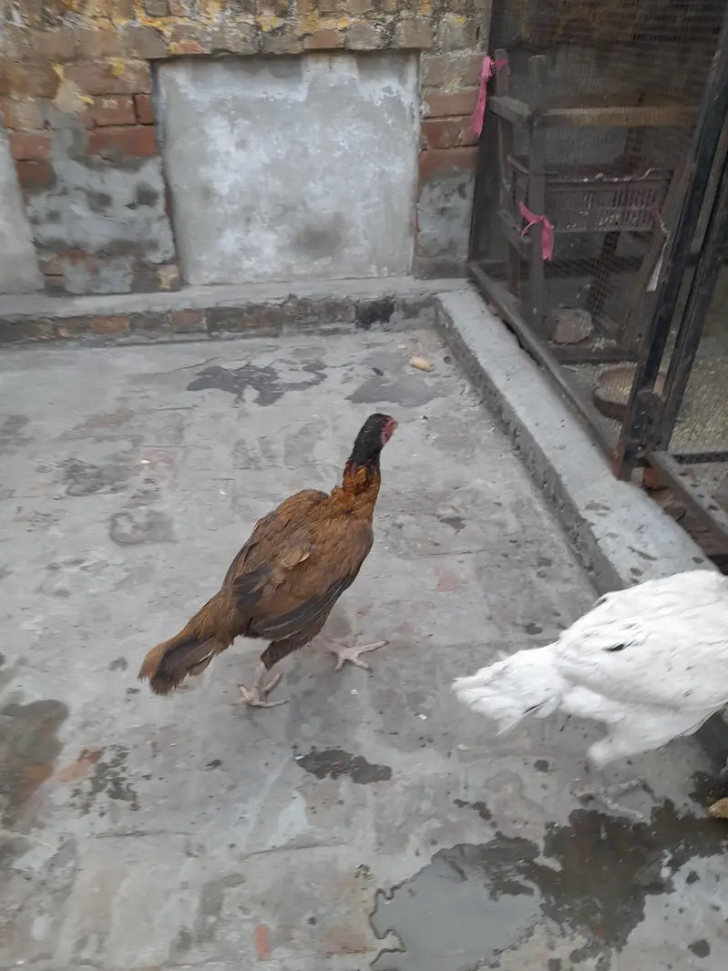 murga Aseel murga heera white mianwali bread hens mianwali bread — photo 2