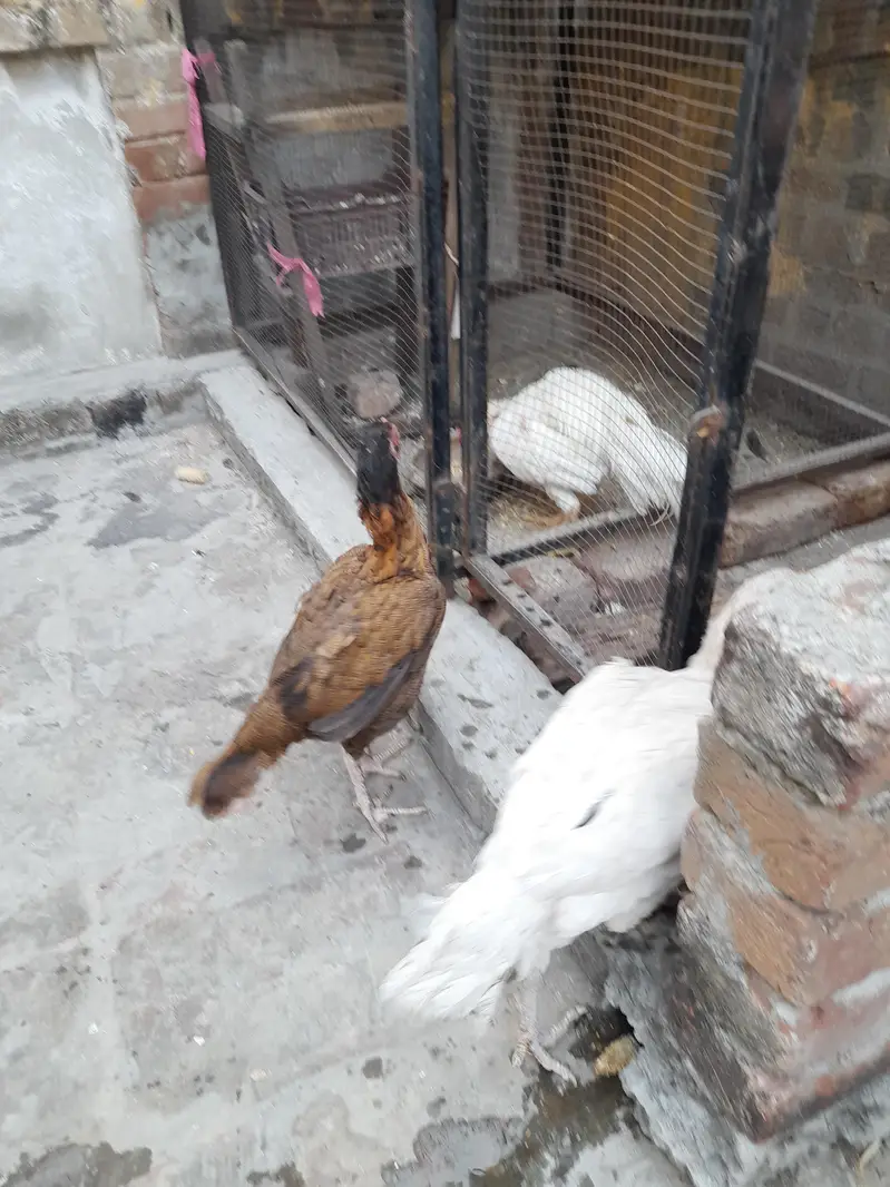 murga Aseel murga heera white mianwali bread hens mianwali bread — photo 4