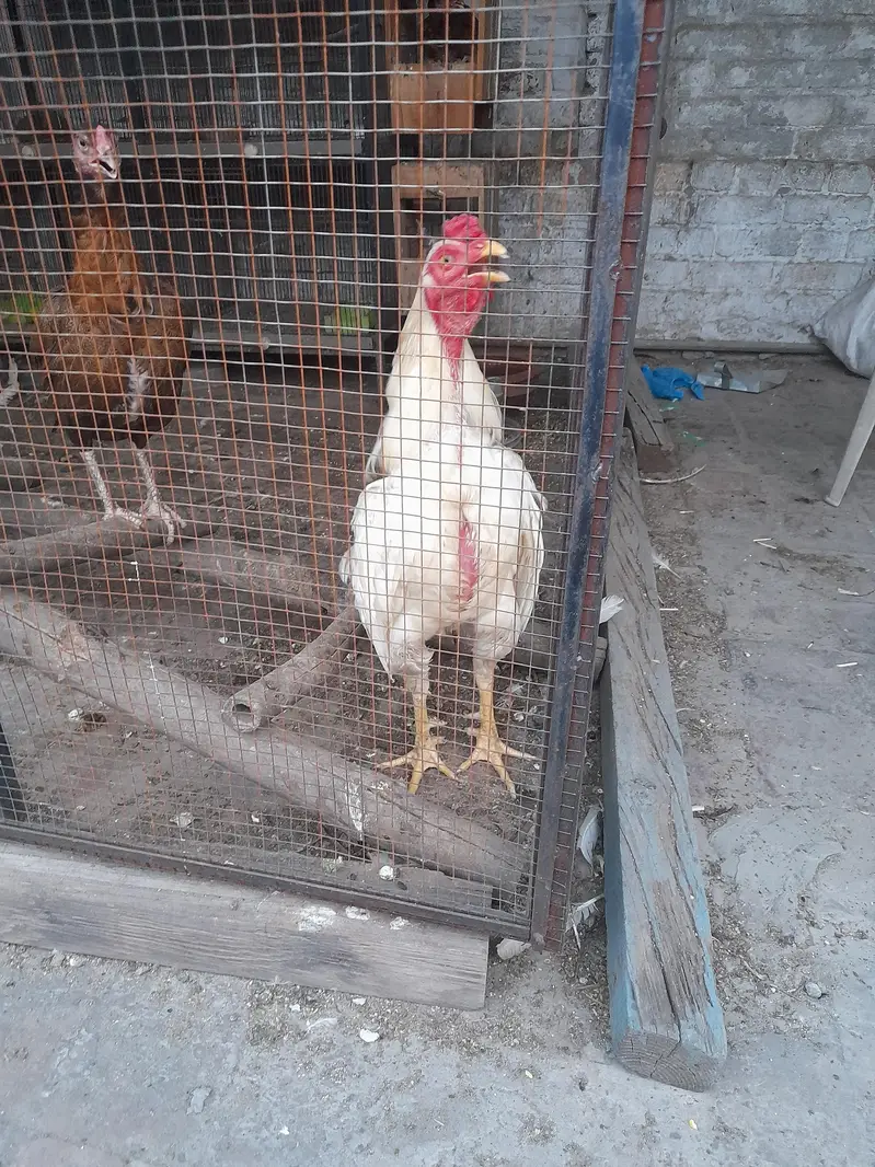 murga Aseel murga heera white mianwali bread hens mianwali bread — photo 5