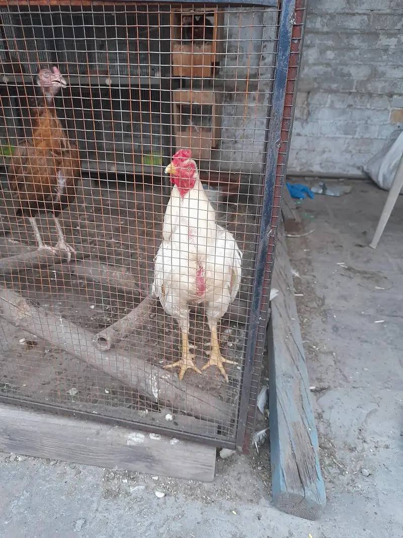 murga Aseel murga heera white mianwali bread hens mianwali bread — photo 6