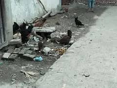 Desi Hen egg Dany wali