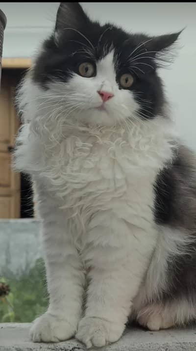 Ragdoll Ketten for sale 5 month