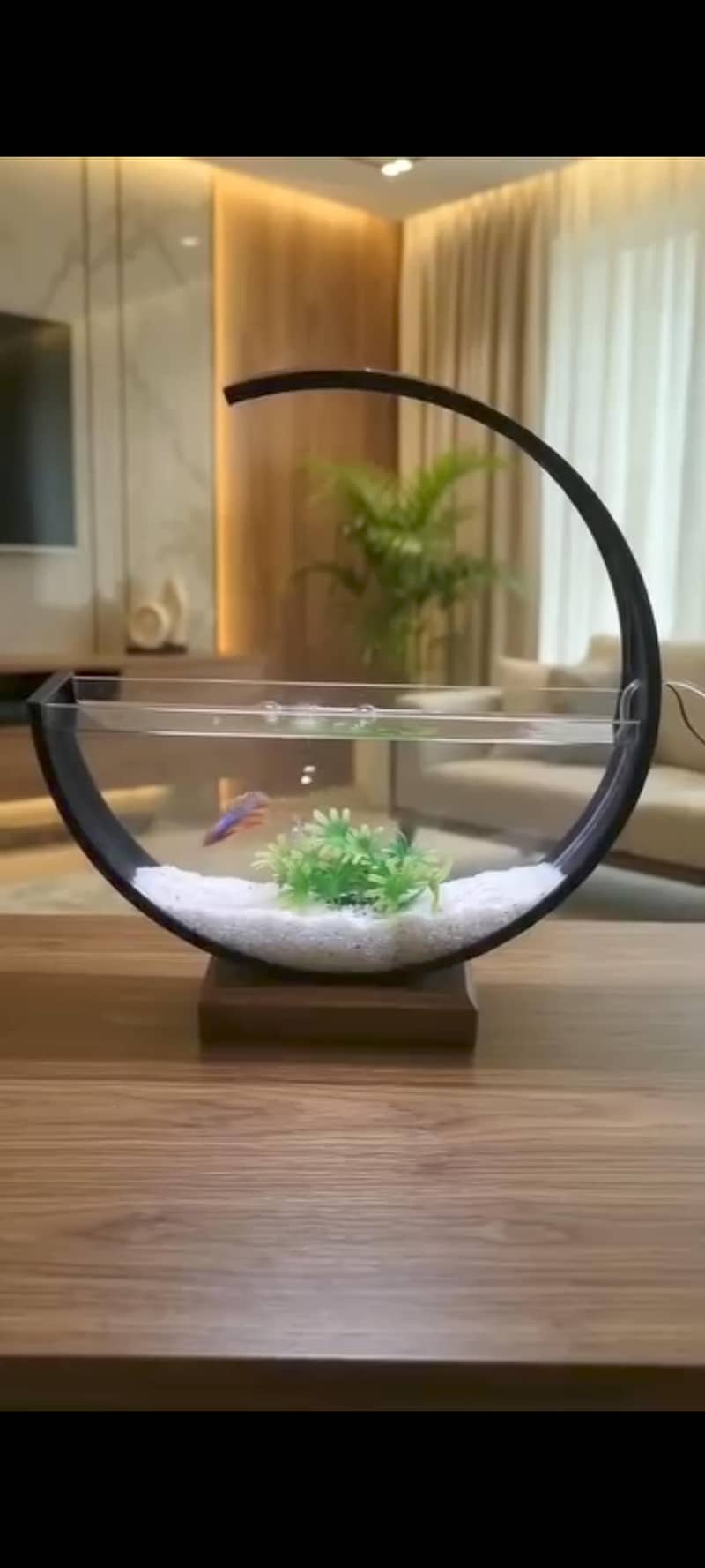 Moon aquarium 4