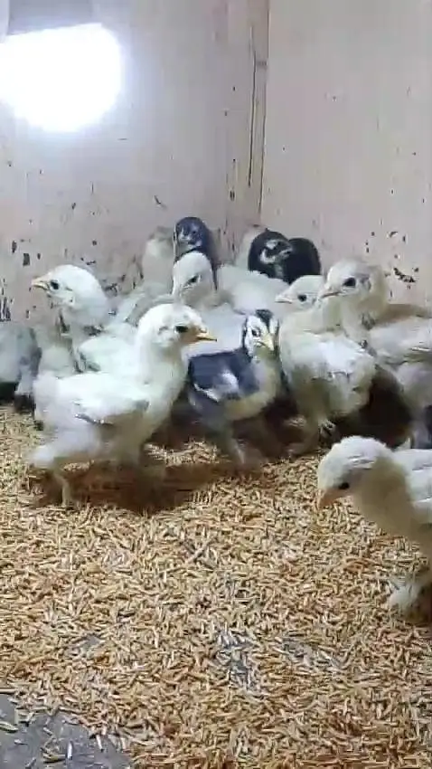 bantam polish silky Paper White heera Japanese chicks available