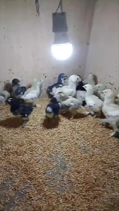 bantam polish silky Paper White heera Japanese chicks available — photo 2