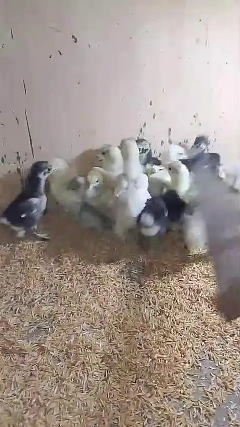 bantam polish silky Paper White heera Japanese chicks available — photo 3