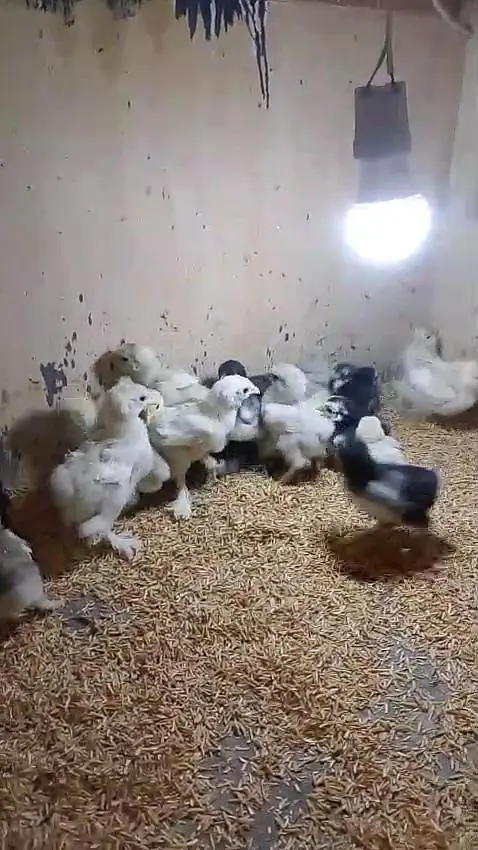 bantam polish silky Paper White heera Japanese chicks available — photo 4