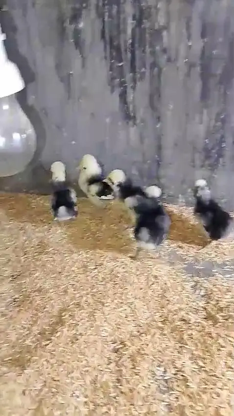 bantam polish silky Paper White heera Japanese chicks available — photo 5