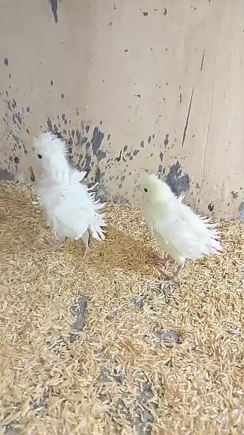 bantam polish silky Paper White heera Japanese chicks available — photo 6