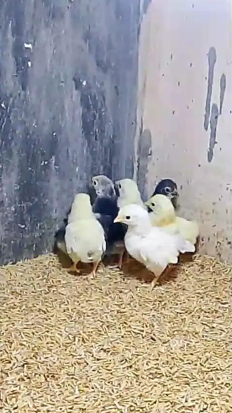 bantam polish silky Paper White heera Japanese chicks available — photo 7