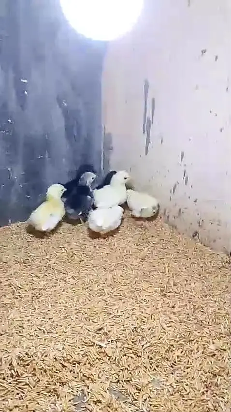 bantam polish silky Paper White heera Japanese chicks available — photo 8