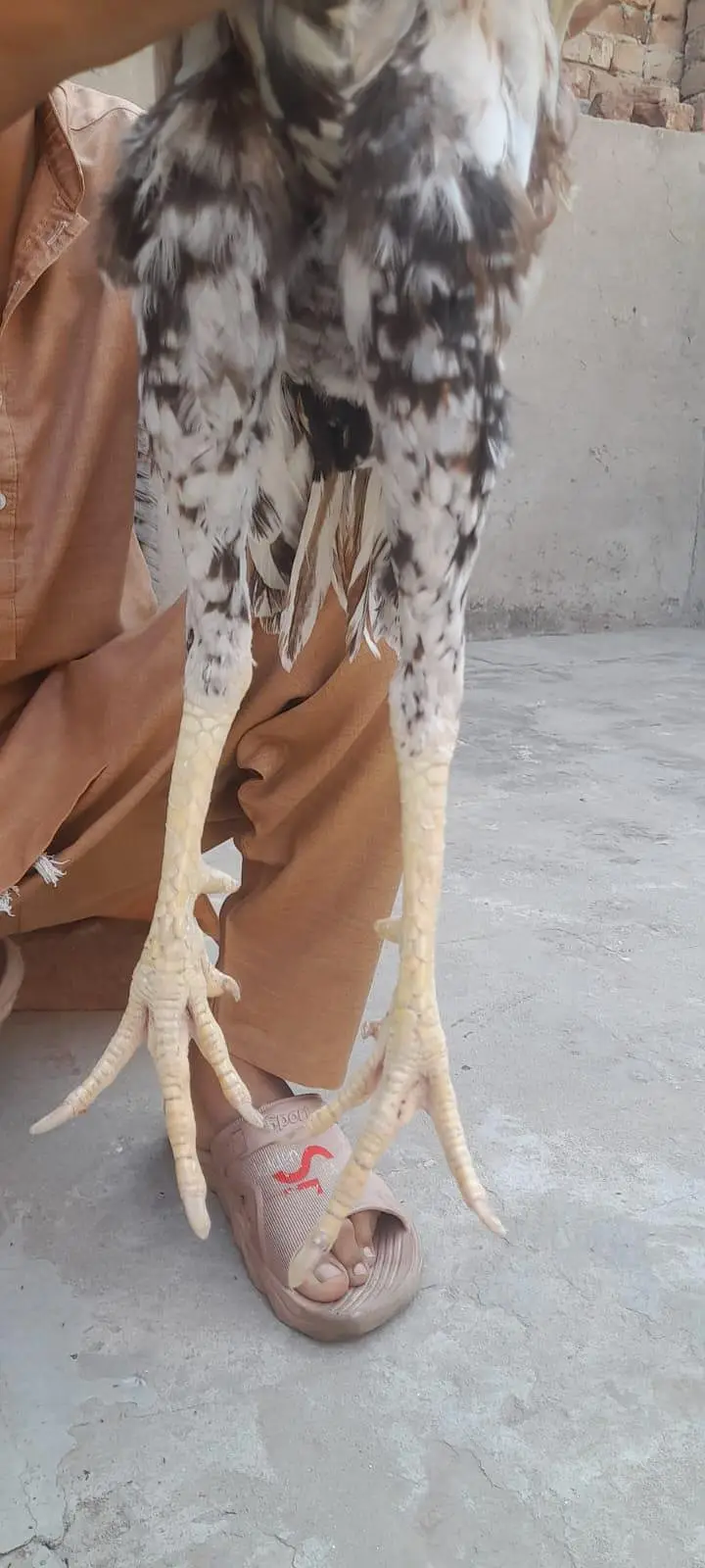 murga aseel sindhi