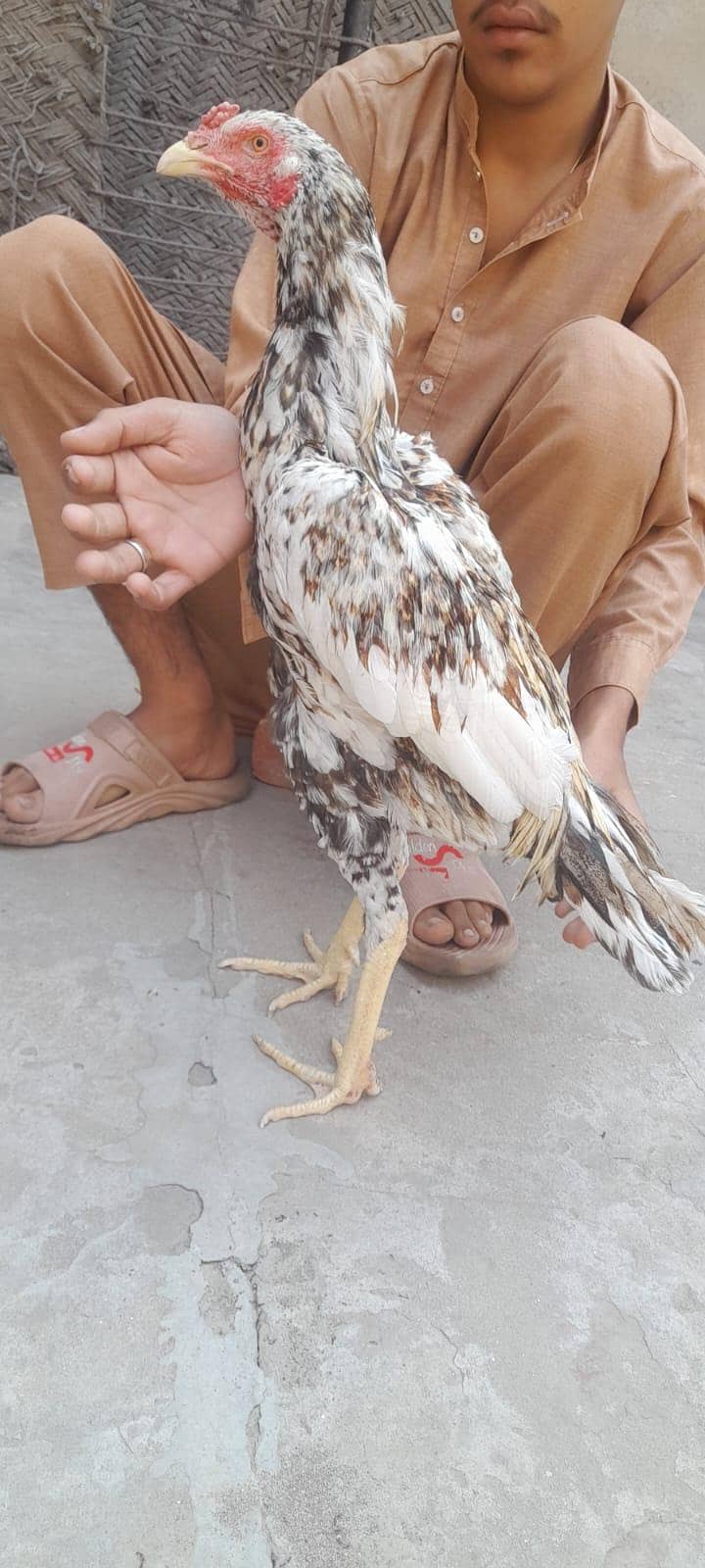 murga aseel sindhi 1