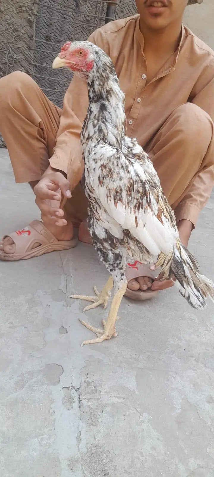 murga aseel sindhi — photo 3