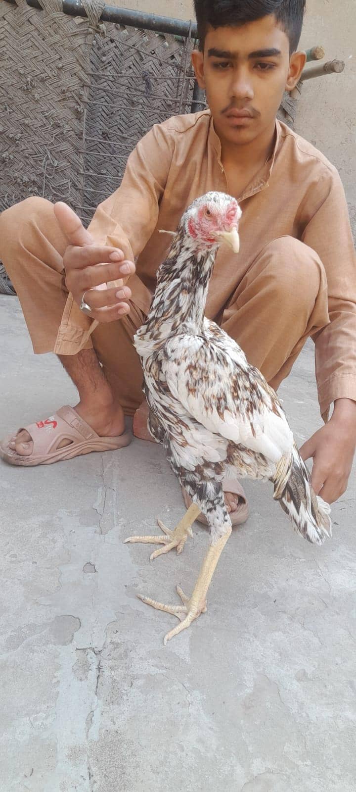murga aseel sindhi 3