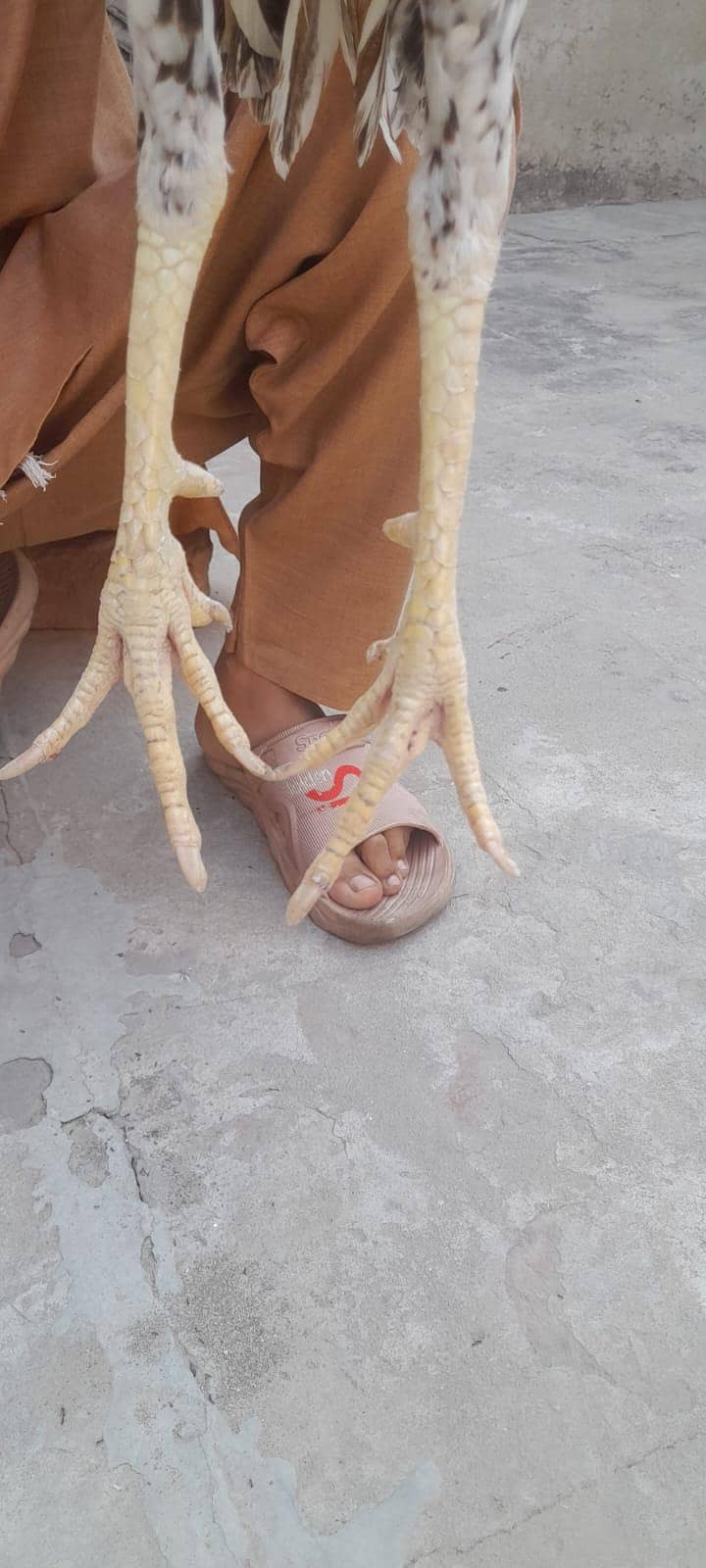 murga aseel sindhi 4
