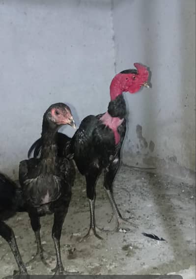 Ganoi Vietnam Male Thai pakoay female  game Style available