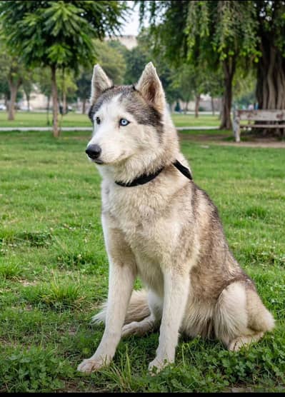 Siberian husky | Female | wooly coated | vaccinated