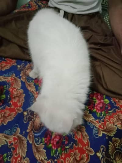 Persian female