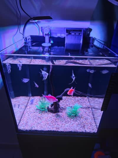 Aquarium with Trolley