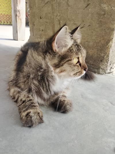 Persian Cats & Kittens for Sale