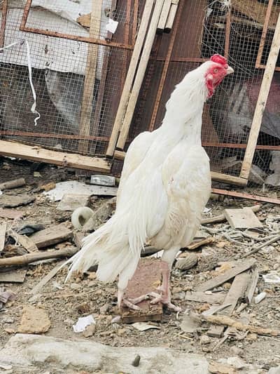 Pure white herra male for sale