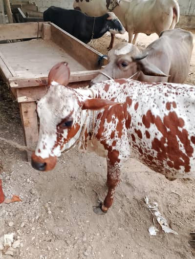 یہ چولستانی اور آسٹریلین بچھریاں for sale