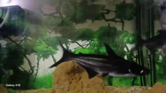 BlueLine Sharks per peace 3 peace's Available.