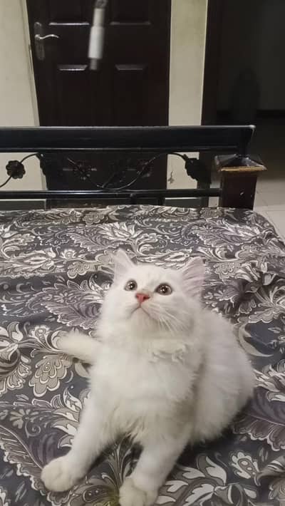 Pure Persian Kittens for Sale | Lahore | Cargo Available
