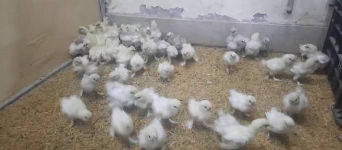 white silk and golden buffi chicks for urgent sale