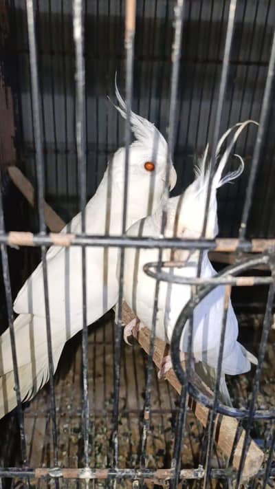Cocktail parrot pair