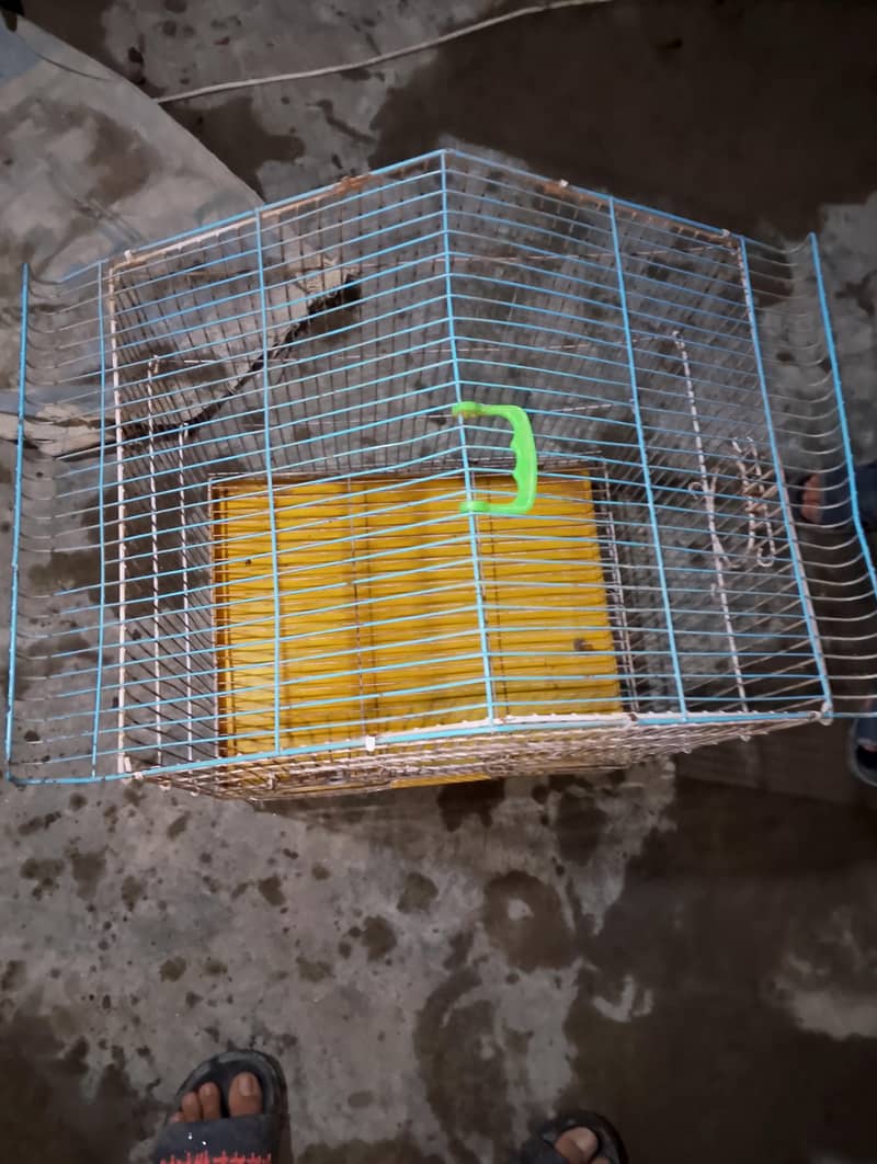 peagon cage 4