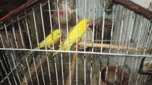 Beautiful bird Available for sale healthy and active